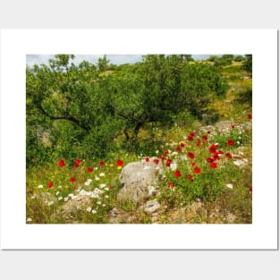 Olive Trees and Wild Flowers on Brac, Croatia Posters and Art